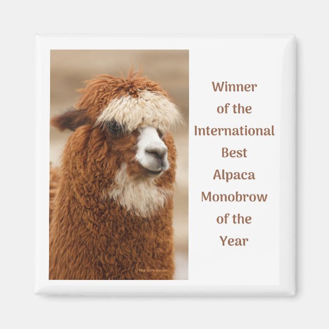 Best Alpaca Monobrow Magnet (Front)