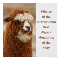 Best Alpaca Monobrow