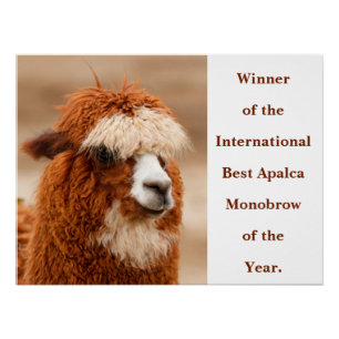 Best Alpaca Monobrow Poster