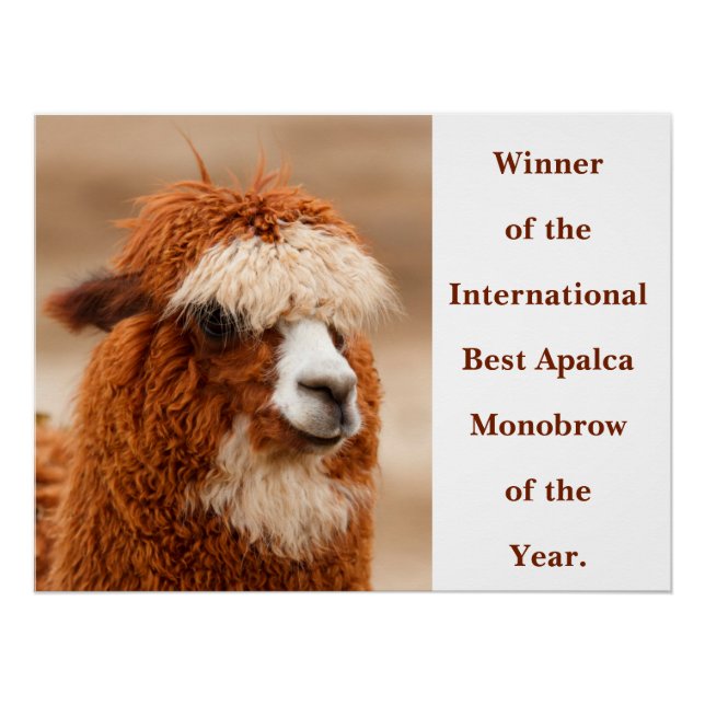 Best Alpaca Monobrow Poster (Front)