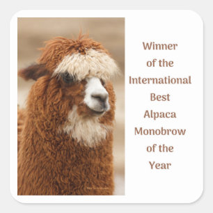 Best Alpaca Monobrow Square Sticker
