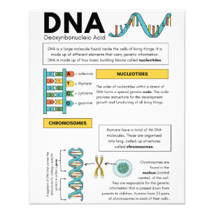 Best children Student educational posters