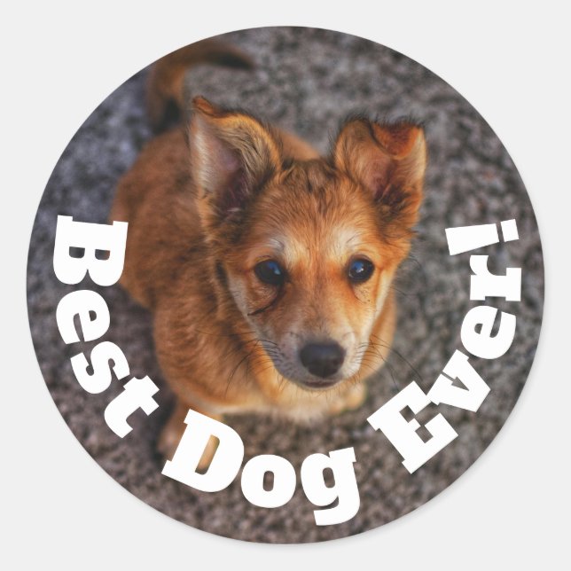 Best Dog Ever Classic Round Sticker (Front)