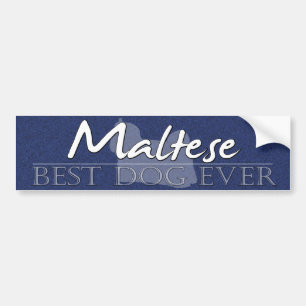 Best Dog Maltese Bumper Sticker