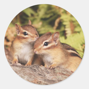 Best Friends Baby Chipmunks Classic Round Sticker