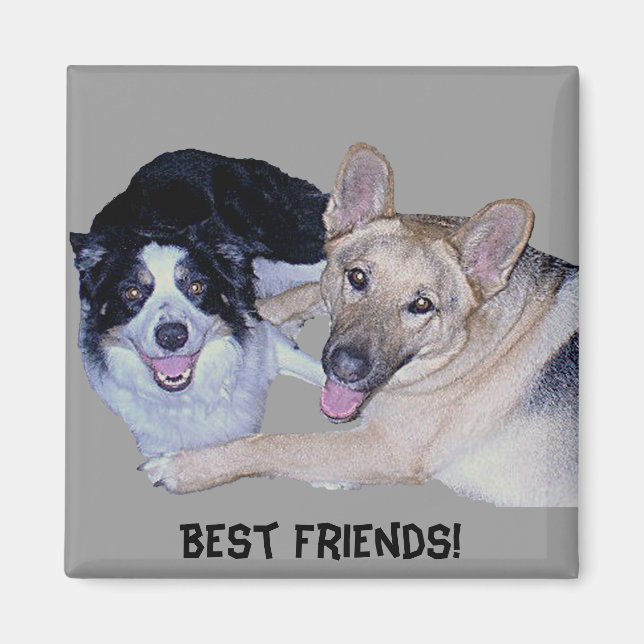 Best Friends Border Collie & German Shepherd Magnet (Front)