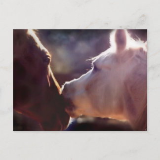 Best Friends Equine Post Card
