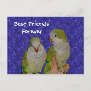 Best Friends Forever Cute Birds Postcard