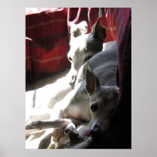 "Best Friends" italian greyhound photo Poster