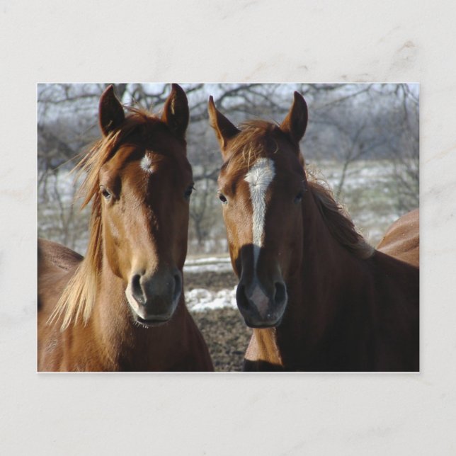 Best Friends Postcard (Front)