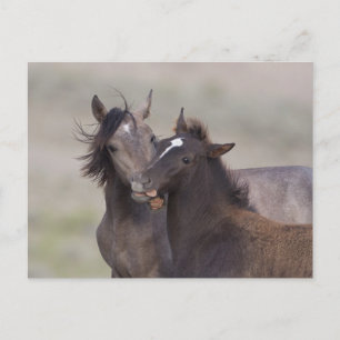Best Friends Postcard