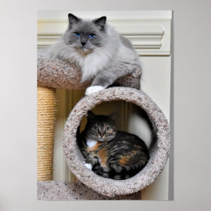 Best Friends, Poster