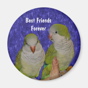 Best Friends Quaker Parrots Cute Magnet