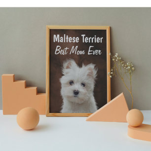 Best Maltese Terrier Mum Poster