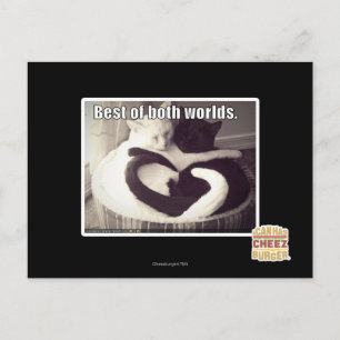 Best of both worlds. postcard