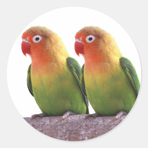 Best-of-Breed "Fischer's Lovebird" Classic Round Sticker