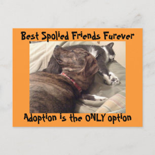 Best Spolied Friends Postcard