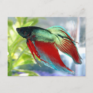 Beta Fish Postcard