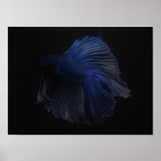Betta fish animal poster