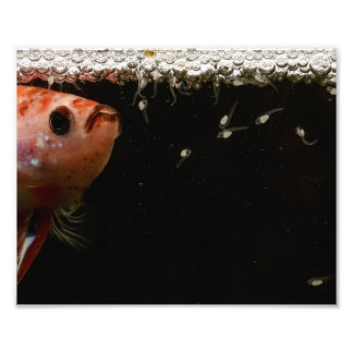 Betta Fish Babies Photo Print