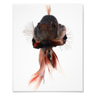 Betta Fish Face Photo Print