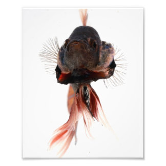 Betta Fish Face Photo Print