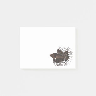 Betta Fish Notes