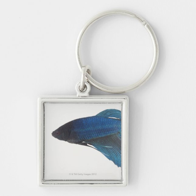 Betta Fish or Male Blue Siamese Fighting Fish Key Ring (Front)