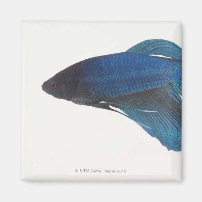 Betta Fish or Male Blue Siamese Fighting Fish Magnet (Front)