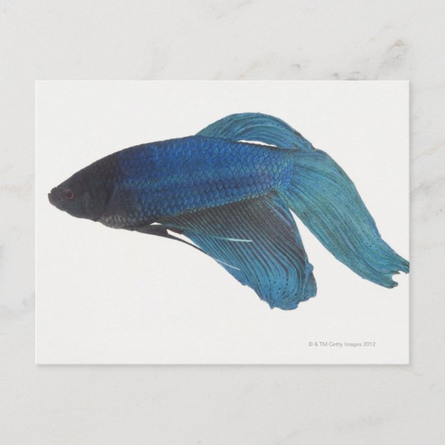 Betta Fish or Male Blue Siamese Fighting Fish Postcard (Front)