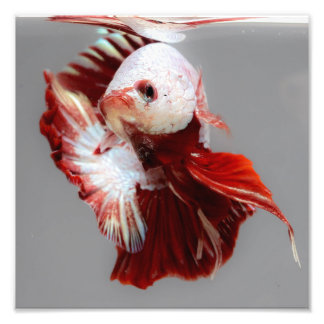 Betta Fish Photo Print