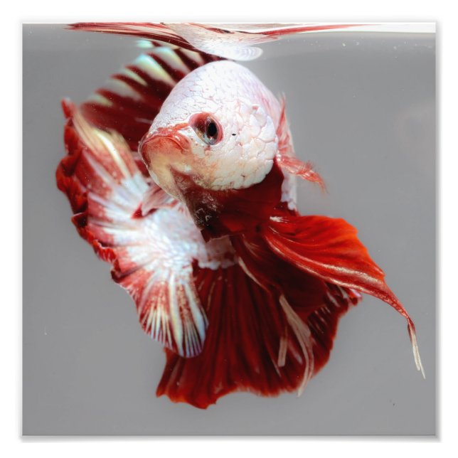 Betta Fish Photo Print (Front)