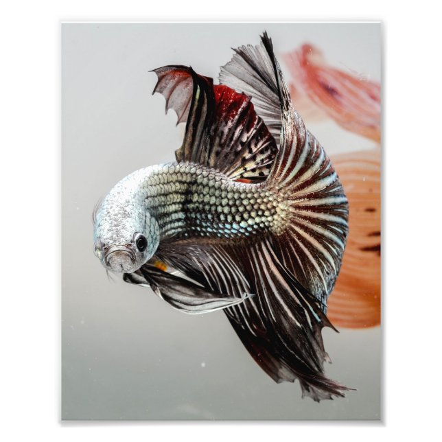 Betta Fish Photo Print (Front)