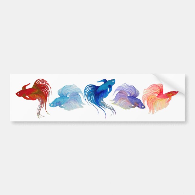 Betta Fishes Bumper Sticker (Front)