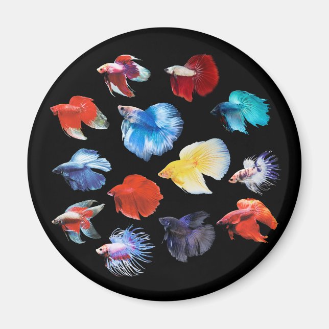 Betta Magnet (Front)