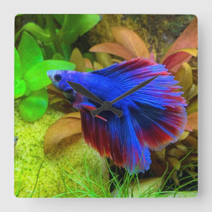 Betta Splendens Square Wall Clock