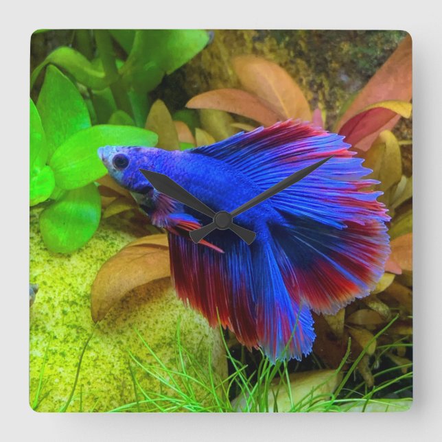 Betta Splendens Square Wall Clock (Front)