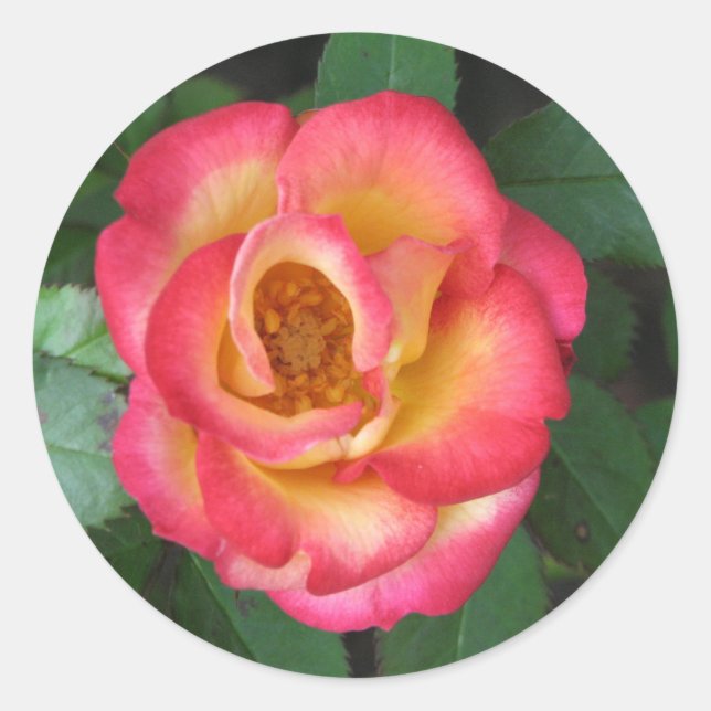 Betty Boop 140 Classic Round Sticker (Front)