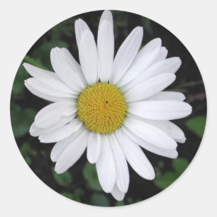 Betty's Daisy Round Sticker
