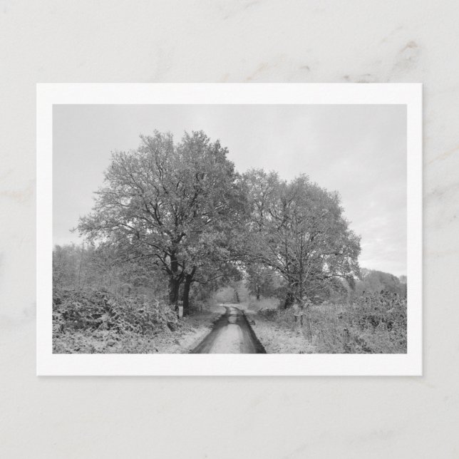 Between the Oaks (winter) Postcard (Front)