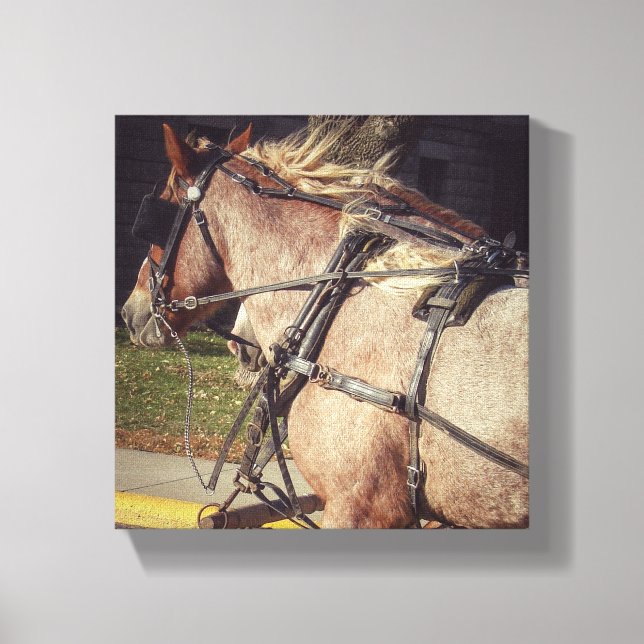 Beuatiful Horse Canvas Print (Front)