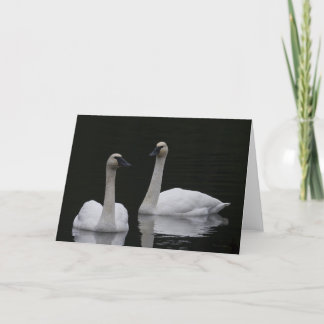 Beutiful Swans Anacortes  Thank You Card