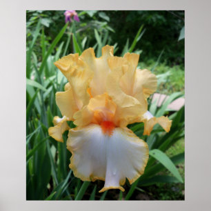 Beutiful Yellow and White Iris Flower Photo  Poster