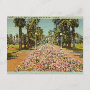 Beverly Gardens, Beverly Hills, California Postcard