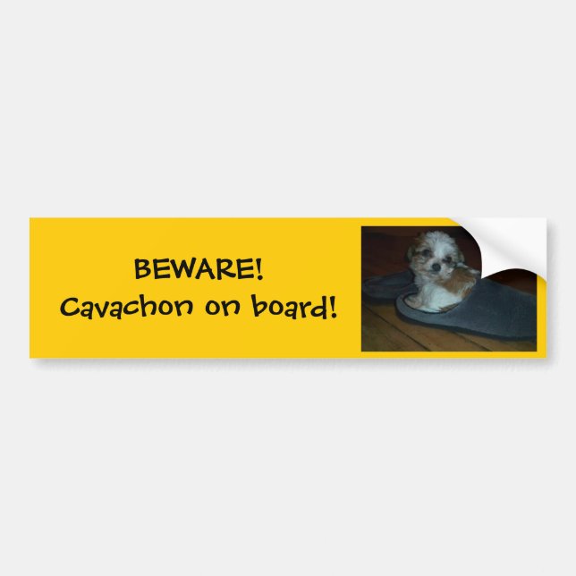 BEWARE! Cavachon on board! Bumper Sticker. Bumper Sticker (Front)