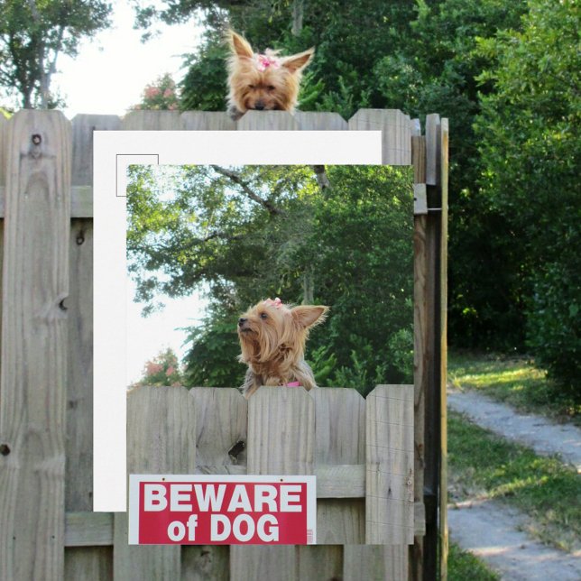 Beware of Cute Little Yorkie Dog Postcard (Creator Uploaded)