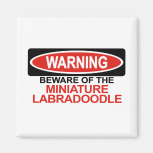 Beware Of Miniature Labradoodle Magnet