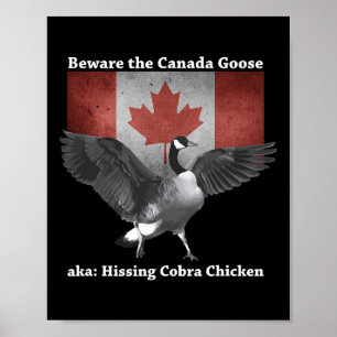 Beware The Hissing Cobra Chicken Aka Canadian Goos Poster