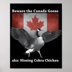 Beware The Hissing Cobra Chicken Aka Canadian Goos Poster
