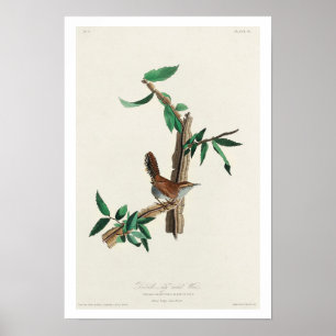Bewick's Wren by Audubon Poster